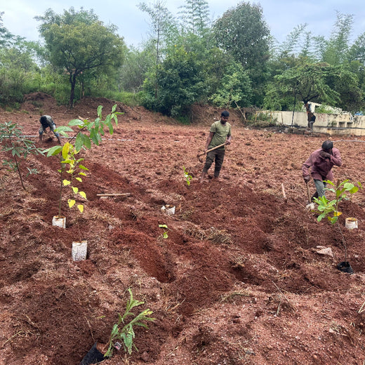 Bain Capability Centre India Pvt. Ltd: Trees for a Greener Bengaluru – Planting