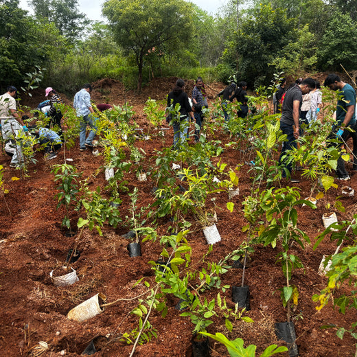 Bain Capability Centre India Pvt. Ltd: Trees for a Greener Bengaluru – 6 months