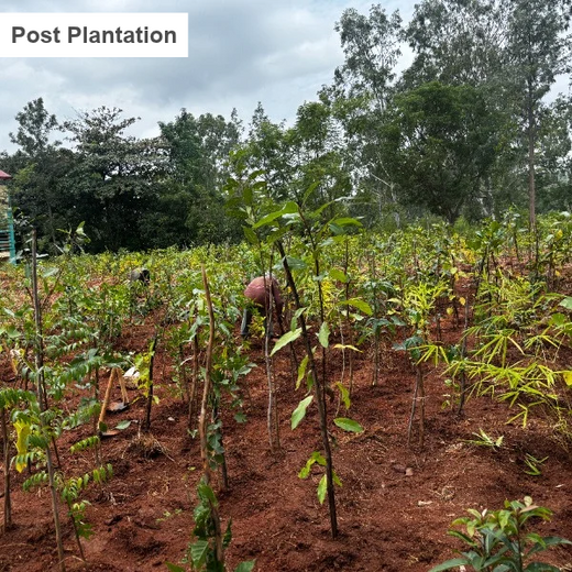 Bain Capability Centre India Pvt. Ltd: Trees for a Greener Bengaluru – 6 months