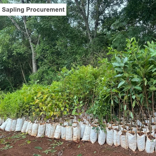 Bain Capability Centre India Pvt. Ltd: Trees for a Greener Bengaluru – Planting