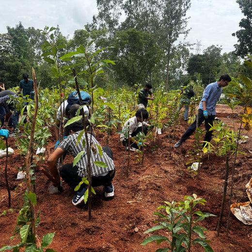Bain Capability Centre India Pvt. Ltd: Trees for a Greener Bengaluru – 6 months