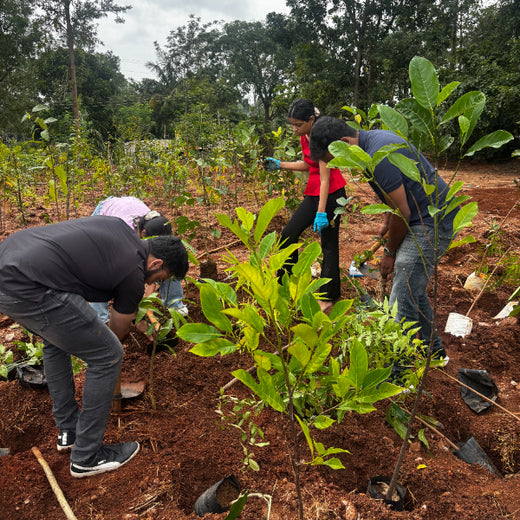 Bain Capability Centre India Pvt. Ltd: Trees for a Greener Bengaluru – 6 months