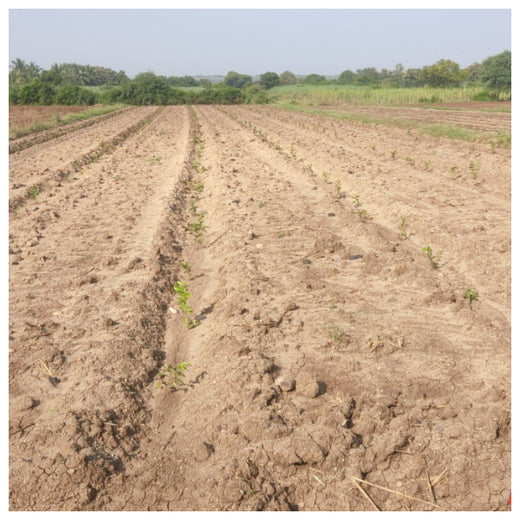 Growing Green: Bajaj Allianz Life Insurance’s Agroforestry Initiative – 6 months
