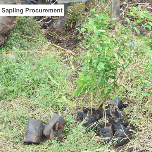 Growing Green: Bajaj Allianz Life Insurance’s Agroforestry Initiative – Planting