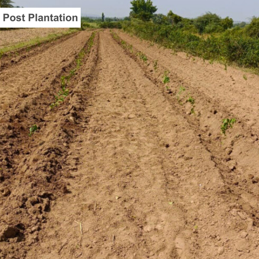 Growing Green: Bajaj Allianz Life Insurance’s Agroforestry Initiative – 6 months