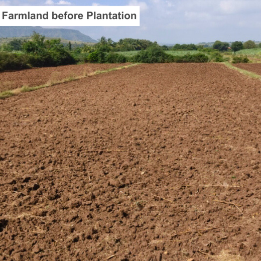 Growing Green: Bajaj Allianz Life Insurance’s Agroforestry Initiative – Planting