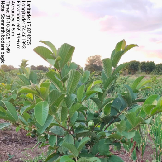 Growing Green: Bajaj Allianz Life Insurance’s Agroforestry Initiative – 1 year
