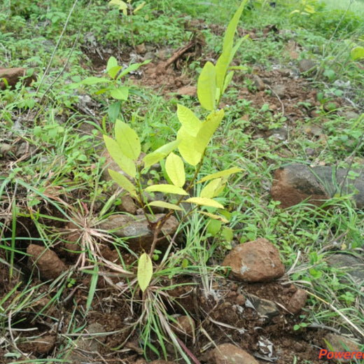Blithchron 2025 at IIT Gandhinagar: Sustainability Run for Earth – Planting