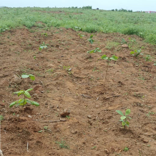 Blithchron’s Ananta: Running Towards a Greener Tomorrow – Planting