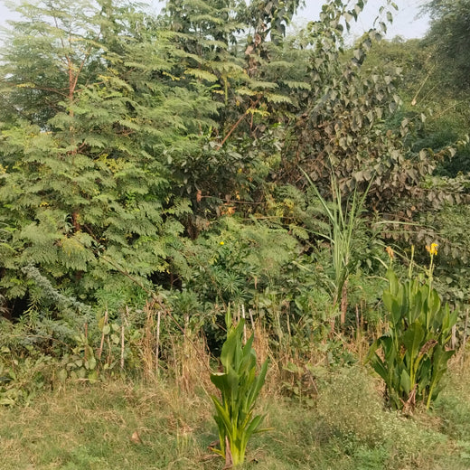 Brenntag's Green Initiative: Employee Tree Plantation in Gurgaon – 6 months