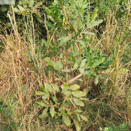 Brenntag's Green Initiative: Employee Tree Plantation in Gurgaon – 6 months
