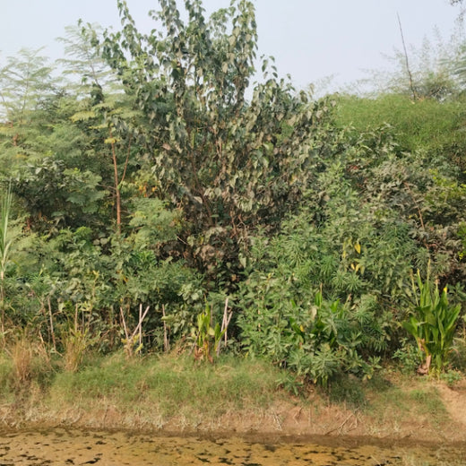 Brenntag's Green Initiative: Employee Tree Plantation in Gurgaon – 6 months