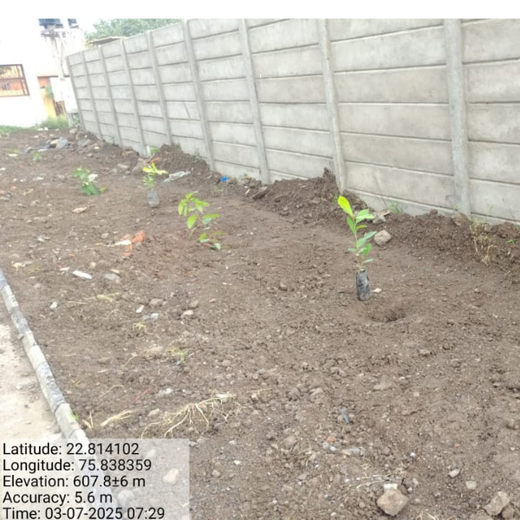 Smart Solutions, Green Impact: Ccube’s Urban Forest Initiative – Planting