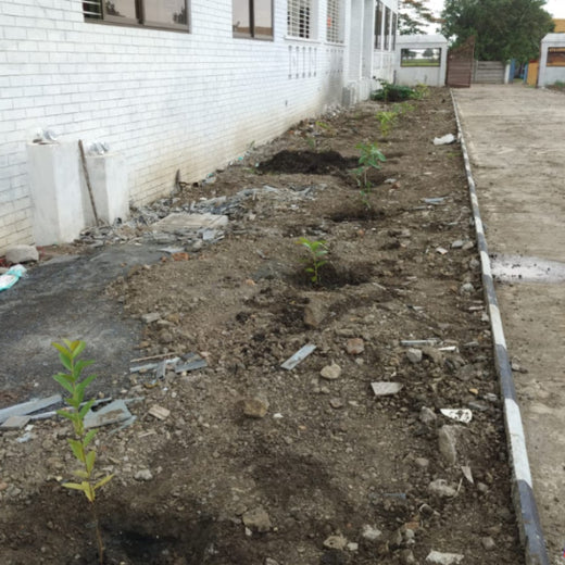 Smart Solutions, Green Impact: Ccube’s Urban Forest Initiative – 1 year
