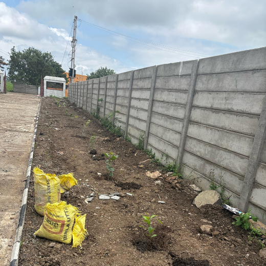 Smart Solutions, Green Impact: Ccube’s Urban Forest Initiative – 1 year