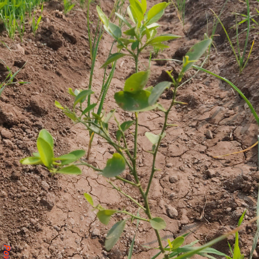 Dr. Reddy’s Green Commitment for Every Connection at CPHI Milan 2024 – 6 months