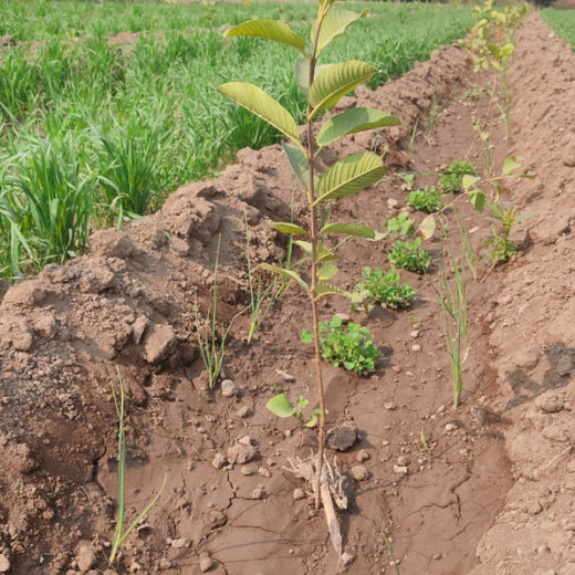 Planting Impact at CPHI India 2024: Dr. Reddy’s Agroforestry Journey – 6 months