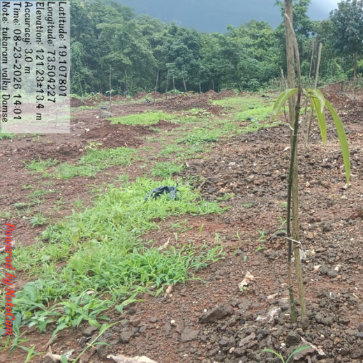 Beyond the Waves: Castle Ships’ Agroforestry Drive for Climate Action – 2 years