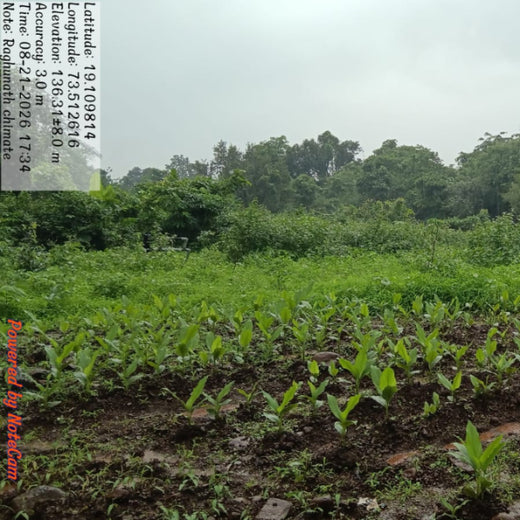 Beyond the Waves: Castle Ships’ Agroforestry Drive for Climate Action – 2 years