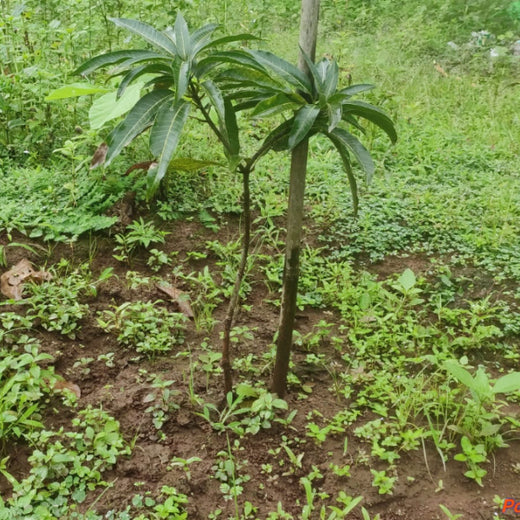 Beyond the Waves: Castle Ships’ Agroforestry Drive for Climate Action – 6 months