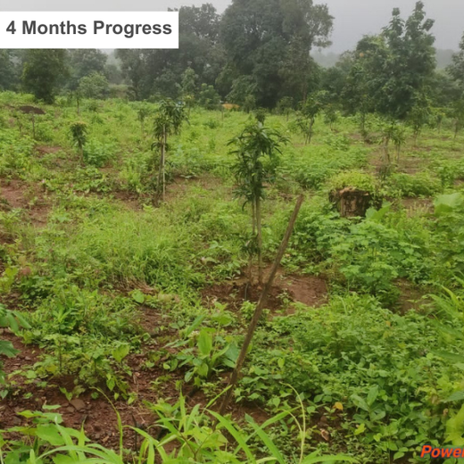 Beyond the Waves: Castle Ships’ Agroforestry Drive for Climate Action – 6 months