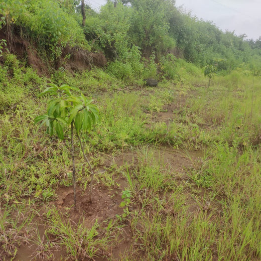 Beyond the Waves: Castle Ships’ Agroforestry Drive for Climate Action – 6 months