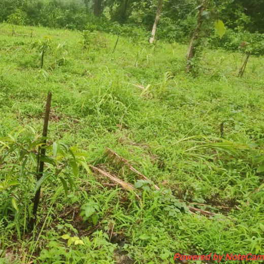 Beyond the Waves: Castle Ships’ Agroforestry Drive for Climate Action – 6 months