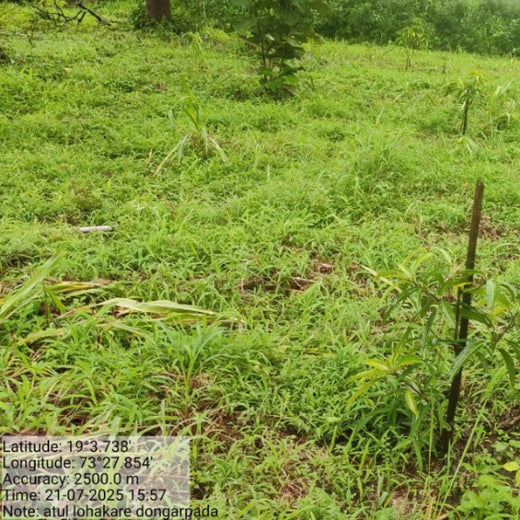 Beyond the Waves: Castle Ships’ Agroforestry Drive for Climate Action – 6 months