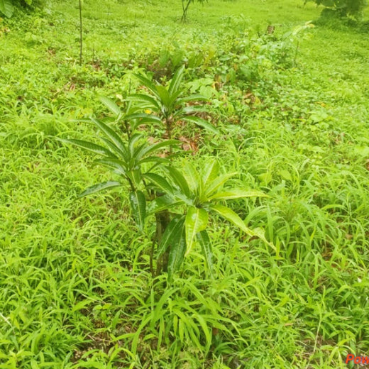 Beyond the Waves: Castle Ships’ Agroforestry Drive for Climate Action – 6 months