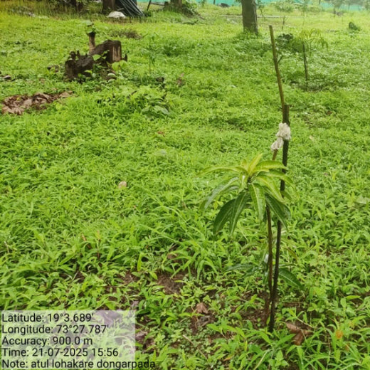 Beyond the Waves: Castle Ships’ Agroforestry Drive for Climate Action – 6 months