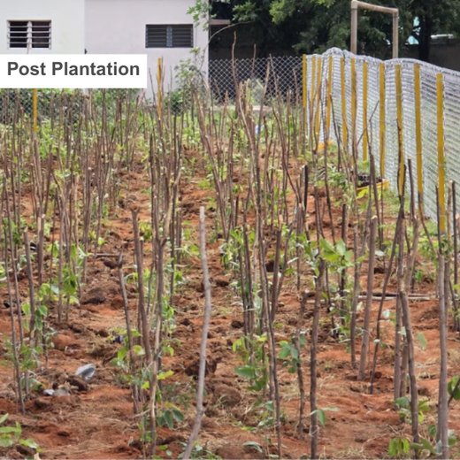Caterpillar's Legacy: A Thriving Learning forest in Hosur Mathigiri – 1 year