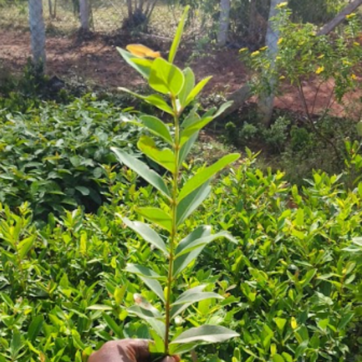 Caterpillar's Legacy: A Thriving Learning forest in Hosur Mathigiri – Planting