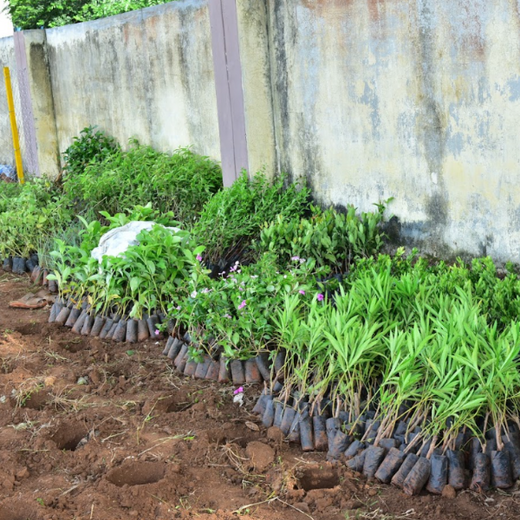 Caterpillar's Legacy: A Thriving Learning forest in Hosur Mathigiri – Planting
