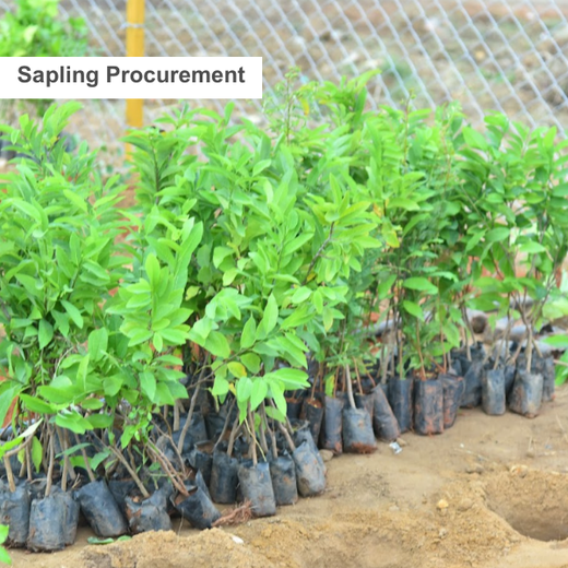 Caterpillar's Legacy: A Thriving Learning forest in Hosur Mathigiri – Planting