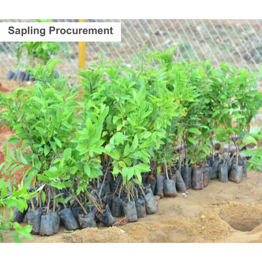 Caterpillar's Legacy: A Thriving Learning forest in Hosur Sultanpet – Planting