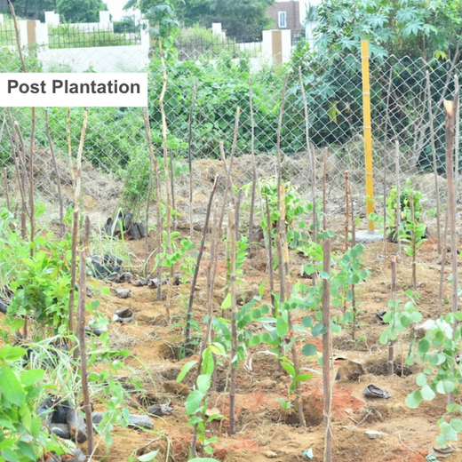 Caterpillar's Legacy: A Thriving Learning forest in Hosur Sultanpet – 1 year