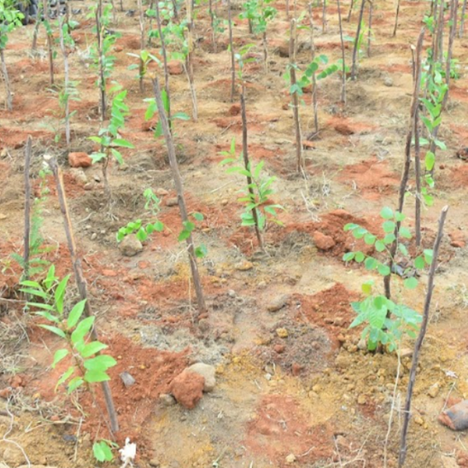 Caterpillar's Legacy: A Thriving Learning forest in Hosur Sultanpet – 1 year