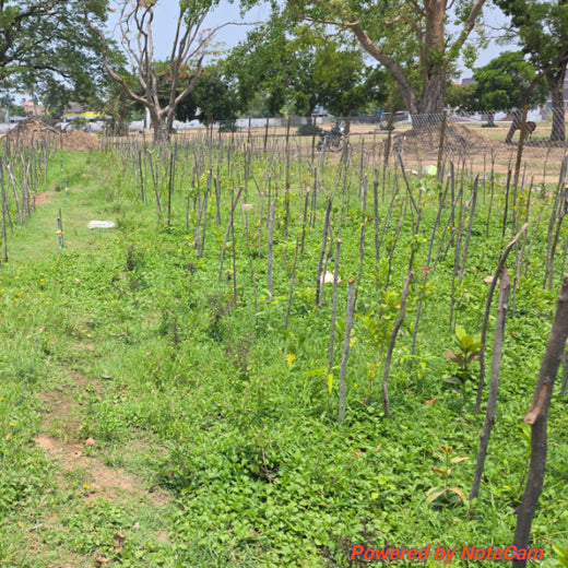 Caterpillar's Legacy: A Learning forest in Sevvapet, Thiruvallur – 1 year