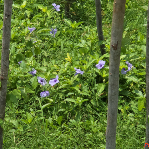 Caterpillar's Legacy: A Learning forest in Sevvapet, Thiruvallur – 1 year