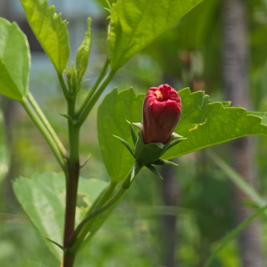Caterpillar's Legacy: A Learning forest in Sevvapet, Thiruvallur – 1 year