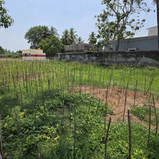 Caterpillar's Legacy: A Learning forest in Sevvapet, Thiruvallur – 1 year