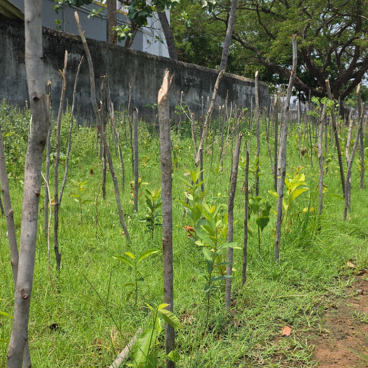 Caterpillar's Legacy: A Learning forest in Sevvapet, Thiruvallur – 1 year