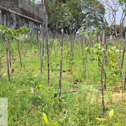 Caterpillar's Legacy: A Learning forest in Sevvapet, Thiruvallur – 1 year