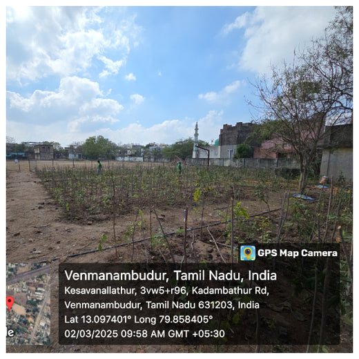 Caterpillar's Legacy: A Learning forest in Kadambathur, Thiruvallur – 1 year