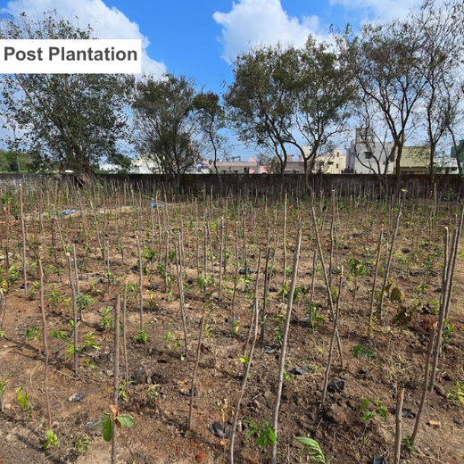 Caterpillar's Legacy: A Learning forest in Kadambathur, Thiruvallur – 1 year