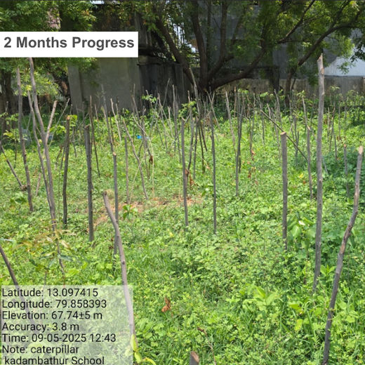 Caterpillar's Legacy: A Learning forest in Kadambathur, Thiruvallur – 2 years