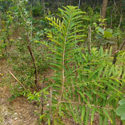 Caterpillar's Legacy: A Thriving Learning forest in Kilambakkam – 3 years