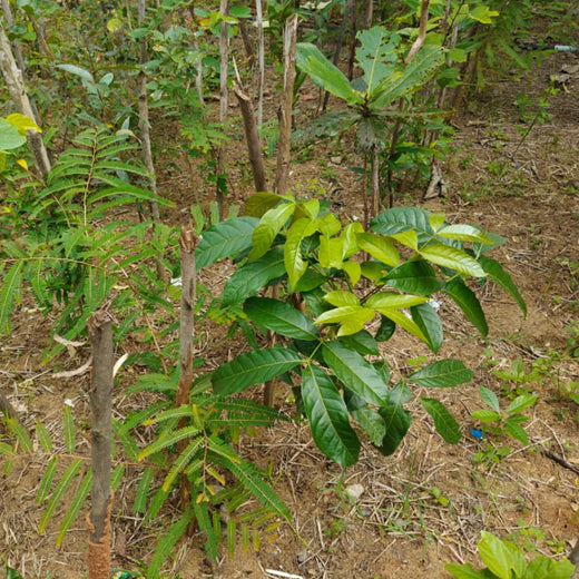 Caterpillar's Legacy: A Thriving Learning forest in Kilambakkam – 3 years