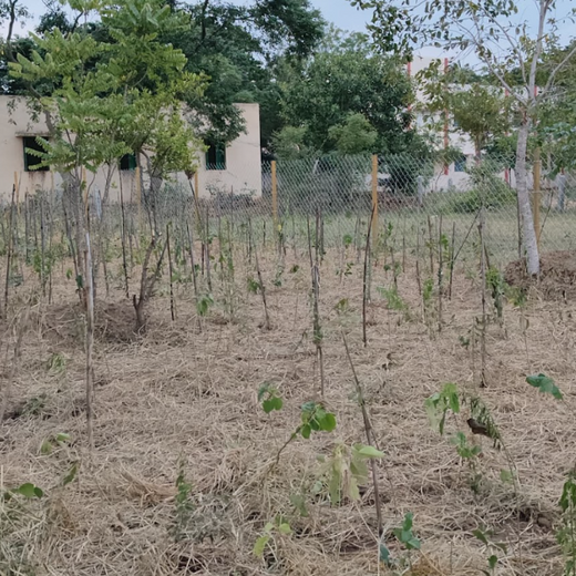 Caterpillar's Legacy: A Learning forest in Koppur Thiruvallur – 1 year