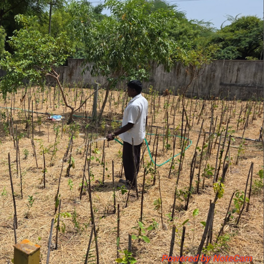 Caterpillar's Legacy: A Learning forest in Koppur Thiruvallur – 1 year